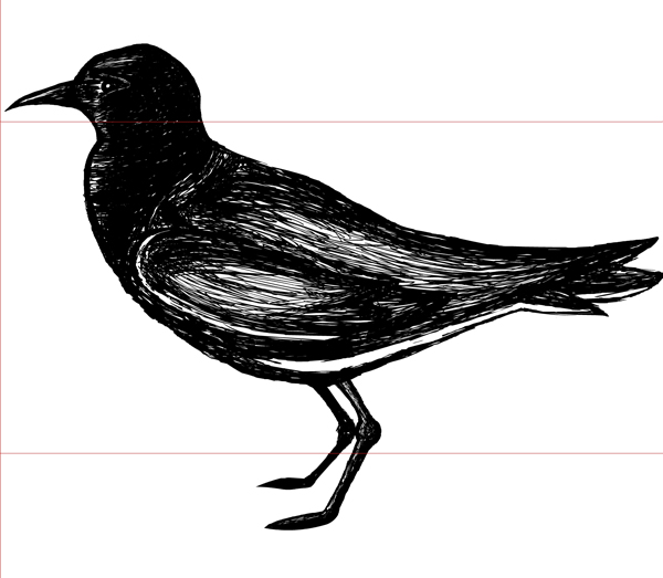 Sketch of Bird for National Wildlife Refuge Kiosk